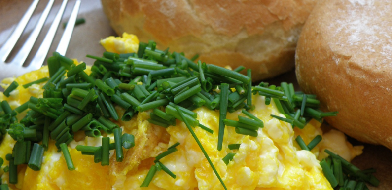 scrambled egg