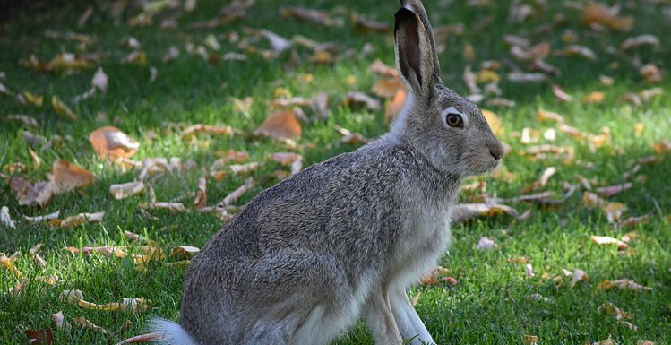 Peter Rabbit