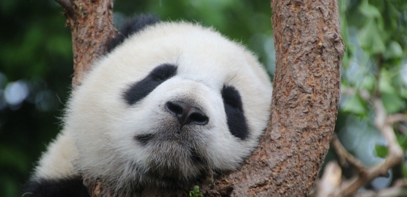 panda