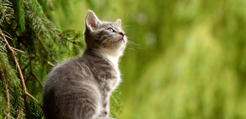 not only ~ but also ..